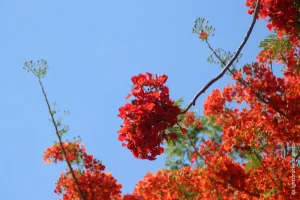 Fire Tree